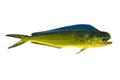Aka Dorado dolphin fish mahi-mahi on white Royalty Free Stock Photo