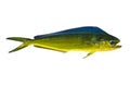 Aka Dorado dolphin fish mahi-mahi on white Royalty Free Stock Photo