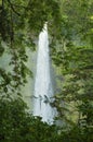 Akaka Falls Royalty Free Stock Photo