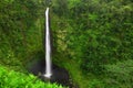 Akaka Falls, Big Island, Hawaii Royalty Free Stock Photo