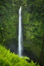 Akaka Falls on Big Island Hawaii, USA Royalty Free Stock Photo