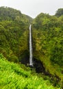 Akaka falls Hawaii, Big Island Royalty Free Stock Photo