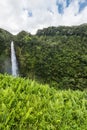 Akaka Falls State Park Royalty Free Stock Photo