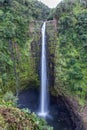 Waterfall in Akaka Falls State Park, Hilo, Hawaii. Drop down side of cliff to pool below. Lush jungle plans in foreground. Royalty Free Stock Photo