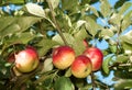 Akane Apples growing on tree Royalty Free Stock Photo