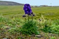 Akane Junggar in the tundra. Royalty Free Stock Photo