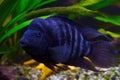 Akara turquoise is a colorful freshwater fish from the cichlid family
