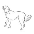 Akbash Dog breed doodle style vector illustration black and white Royalty Free Stock Photo