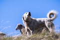 Akbash dog guarding a sheep herd Royalty Free Stock Photo