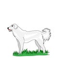 Akbash dog vector illustration on white background Royalty Free Stock Photo