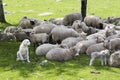 An akbash sheepdog guarding the herd