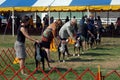 AKC Dog Show Royalty Free Stock Photo