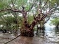 Akebai Mangrove, Maitara Royalty Free Stock Photo