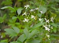 Akebia quinata Houtt. Decne.. Escape with flowers Royalty Free Stock Photo