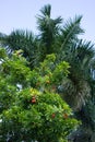 Akee tree (Blighia sapida) with Florida Royal Palm in the background