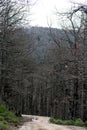 Akfadou forest in Bejaia, Algeria,