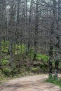 Akfadou forest in Bejaia, Algeria,