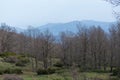 Akfadou forest in Bejaia, Algeria,