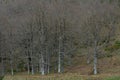 Akfadou forest in Bejaia, Algeria,