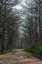 Akfadou forest in Bejaia, Algeria,