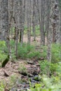 Akfadou forest in Bejaia, Algeria,