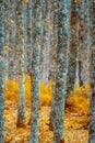 Akfadou forest in Bejaia, Algeria,