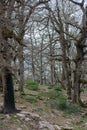 Akfadou forest in Bejaia, Algeria,