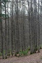 Akfadou forest in Bejaia, Algeria,