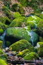 Akfadou forest in Bejaia, Algeria,