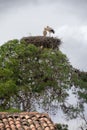 Akfadou forest in Bejaia, Algeria,