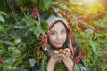 Akha woman picking red coffee beans Royalty Free Stock Photo