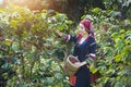 Akha woman picking red coffee beans Royalty Free Stock Photo