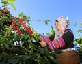 Akha woman picking red coffee beans on bouquet