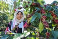 Akha woman picking red coffee beans on bouquet