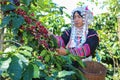 Akha woman picking red coffee beans on bouquet Royalty Free Stock Photo