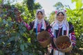 Akha woman picking red coffee beans on bouquet