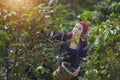 Akha woman picking red coffee beans Royalty Free Stock Photo