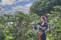 Akha woman picking red coffee beans Royalty Free Stock Photo