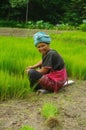 Akha women in the rice field Royalty Free Stock Photo