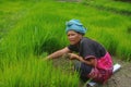 Akha women in the rice field Royalty Free Stock Photo