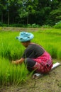 Akha women in the rice field Royalty Free Stock Photo