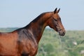 Akhal-teke horse Royalty Free Stock Photo