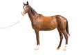 Akhal-teke horse Royalty Free Stock Photo