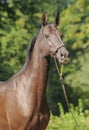 Akhal-Teke horse