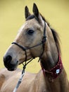 Akhal teke horse