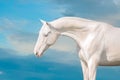 Akhal teke horse against blue sky Royalty Free Stock Photo