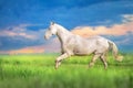 Akhal teke horse Royalty Free Stock Photo