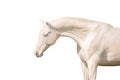 Akhal teke horse with blue eyes isolated on white Royalty Free Stock Photo