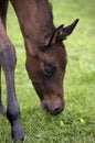 Akhal Teke, Horse Breed from Turkmenistan, Foal eating Grass Royalty Free Stock Photo