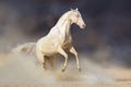 Akhal-teke horse in desert